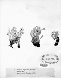 Cladonia phyllophora image